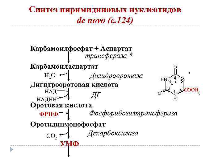 Синтез пиримидиновых нуклеотидов de novo (с. 124) Карбамоилфосфат + Аспартат трансфераза * Карбамоиласпартат Н