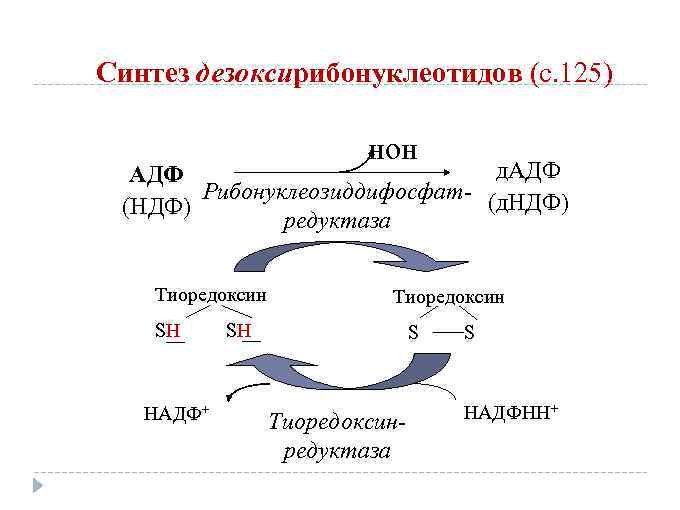 Синтез дезоксирибонуклеотидов (с. 125) нон д. АДФ Рибонуклеозиддифосфат- (д. НДФ) (НДФ) редуктаза Тиоредоксин SH