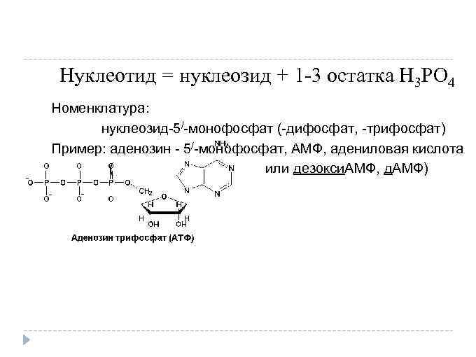 Нуклеотид = нуклеозид + 1 -3 остатка H 3 PO 4 Номенклатура: нуклеозид-5/-монофосфат (-дифосфат,