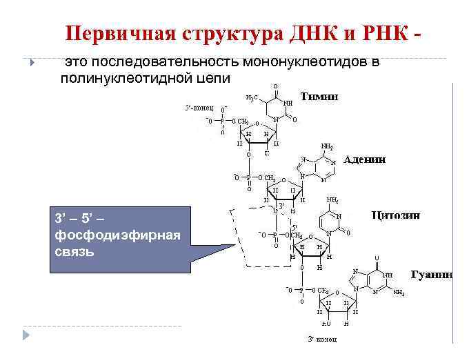 Полинуклеотидная рнк. Первичная структура ДНК И РНК. Первичная структура РНК формула. Строение первичной структуры ДНК. Структура РНК формула.