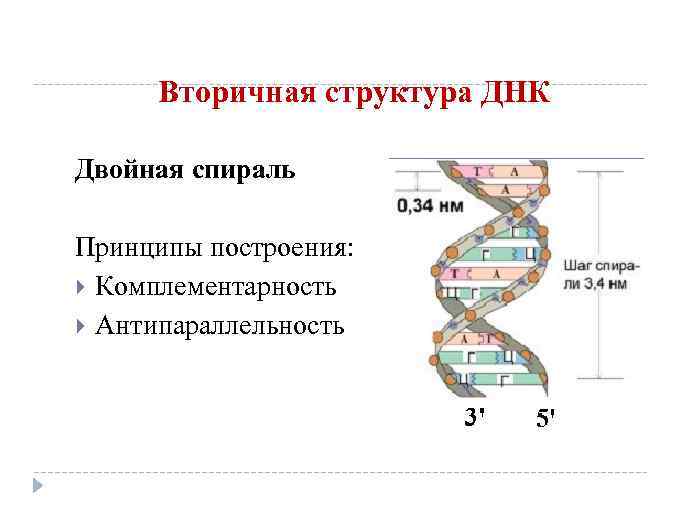 Вторичная структура ДНК Двойная спираль Принципы построения: Комплементарность Антипараллельность 