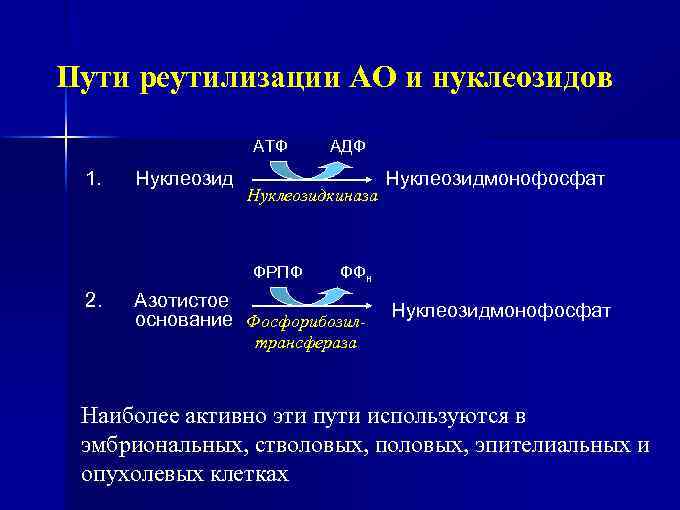 Пути реутилизации АО и нуклеозидов АТФ 1. Нуклеозидкиназа ФРПФ 2. АДФ Нуклеозидмонофосфат ФФн Азотистое