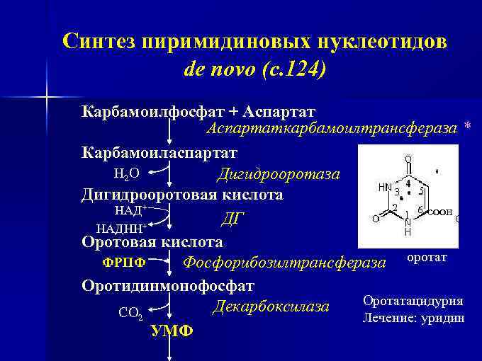 Нуклеотиды место синтеза. Синтез пиримидиновых нуклеотидов. Регуляторный фермент синтеза пиримидиновых нуклеотидов. Промежуточный продукт синтеза пиримидиновых оснований. Биосинтез пиримидиновых нуклеотидов биохимия.