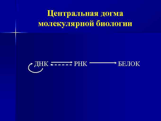 Центральная догма молекулярной биологии ДНК РНК БЕЛОК 