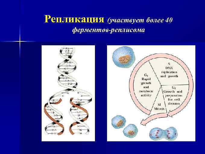 Репликация (участвует более 40 ферментов-реплисома 