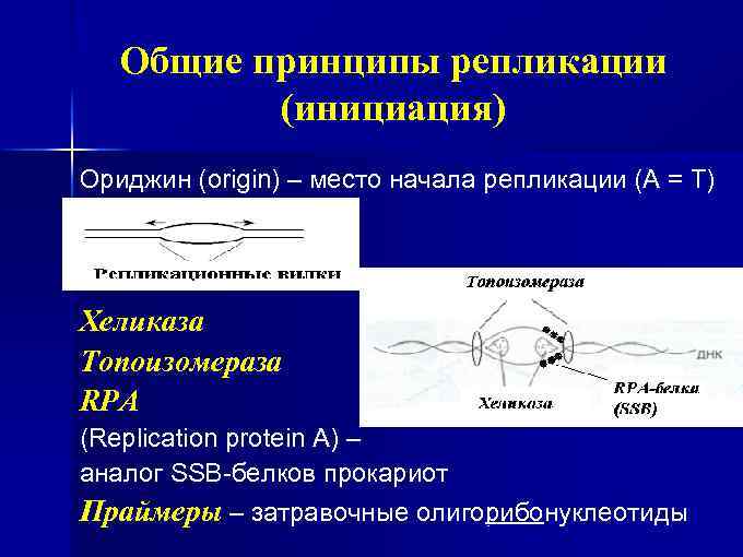 Общие принципы репликации (инициация) Ориджин (origin) – место начала репликации (А = Т) Хеликаза