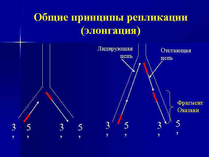 Общие принципы репликации (элонгация) Лидирующая цепь Отстающая цепь Фрагмент Оказаки 3 5 ’ ’