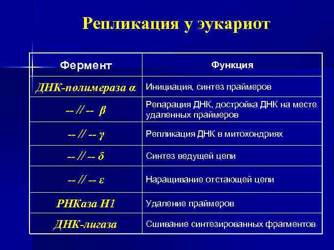 Репликация у эукариот Фермент ДНК-полимераза α Функция Инициация, синтез праймеров -- // -- β