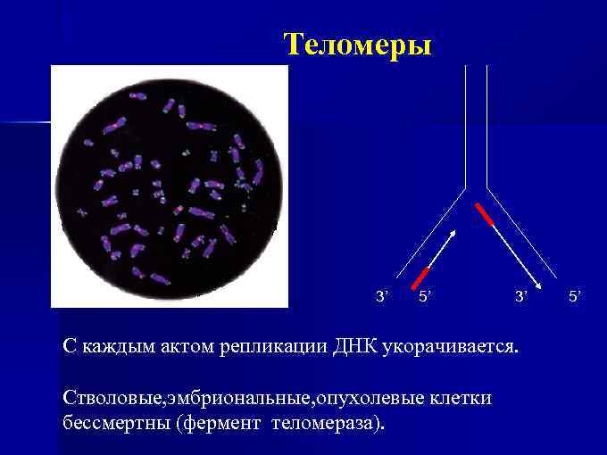 Теломеры 3’ 5’ 3’ С каждым актом репликации ДНК укорачивается. Стволовые, эмбриональные, опухолевые клетки
