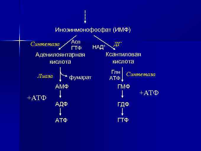 Схема гидролиза нуклеопротеинов биохимия