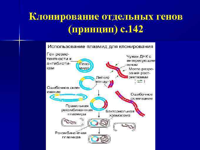 Клонирование отдельных генов (принцип) с. 142 