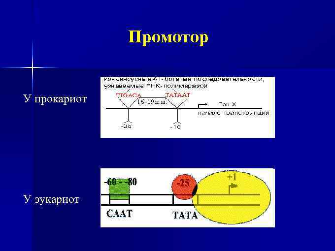 Промотор У прокариот У эукариот 