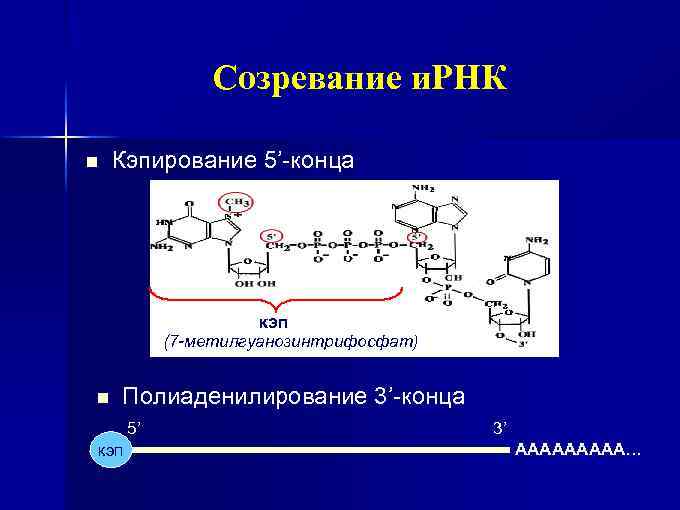 Схема гидролиза нуклеопротеинов