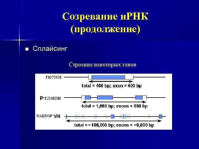 Созревание и. РНК (продолжение) n Сплайсинг Строение некоторых генов 
