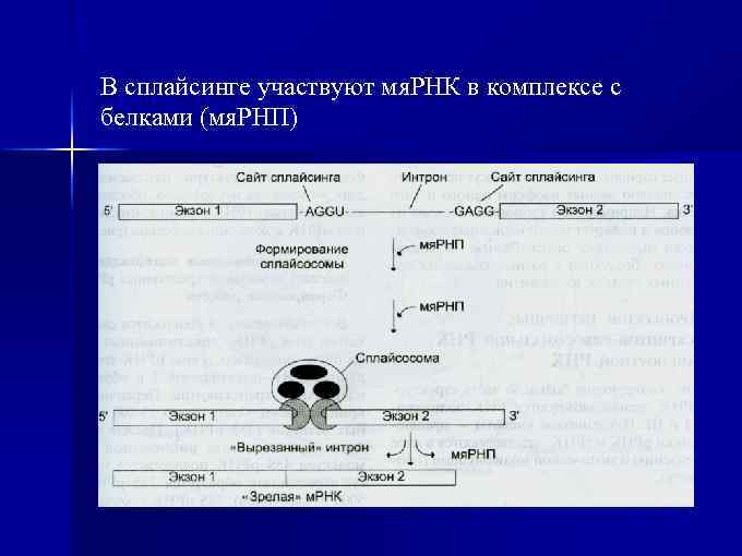 В сплайсинге участвуют мя. РНК в комплексе с белками (мя. РНП) 