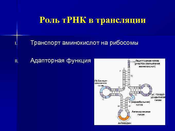 Роль т. РНК в трансляции I. Транспорт аминокислот на рибосомы II. Адапторная функция 
