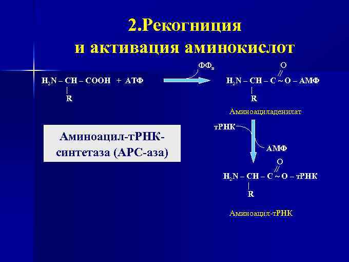 2. Рекогниция и активация аминокислот ФФн H 2 N – CH – COOH +