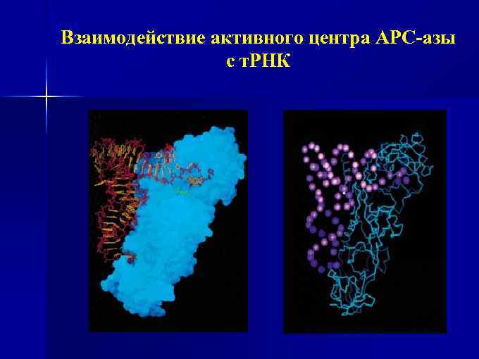 Взаимодействие активного центра АРС-азы с т. РНК 
