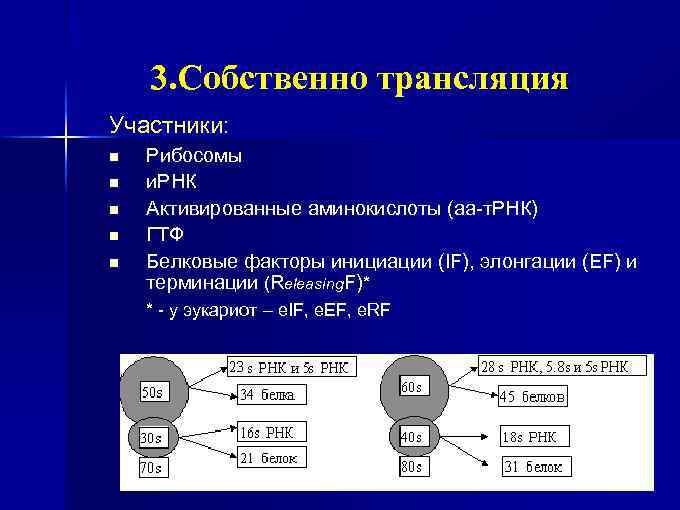 3. Собственно трансляция Участники: n n n Рибосомы и. РНК Активированные аминокислоты (аа-т. РНК)
