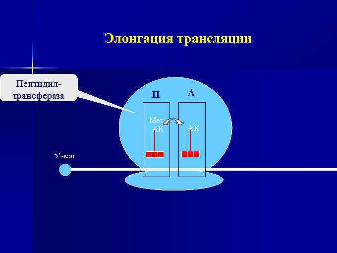 Элонгация трансляции Пептидилтрансфераза А Мет АК 5’-кэп П АК 