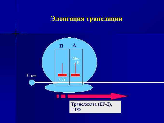 Элонгация трансляции П А Мет АК 5’-кэп АУГ Транслоказа (EF-2), ГТФ 