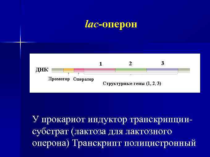 lac-оперон У прокариот индуктор транскрипциисубстрат (лактоза для лактозного оперона) Транскрипт полицистронный 