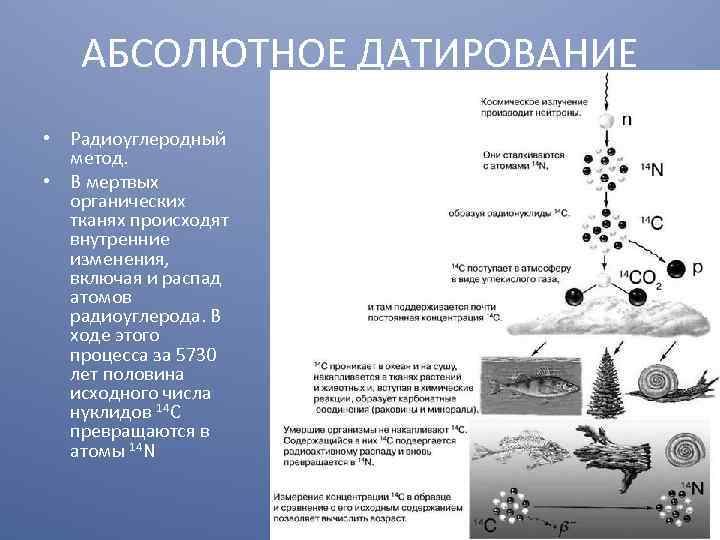 АБСОЛЮТНОЕ ДАТИРОВАНИЕ • Радиоуглеродный метод. • В мертвых органических тканях происходят внутренние изменения, включая