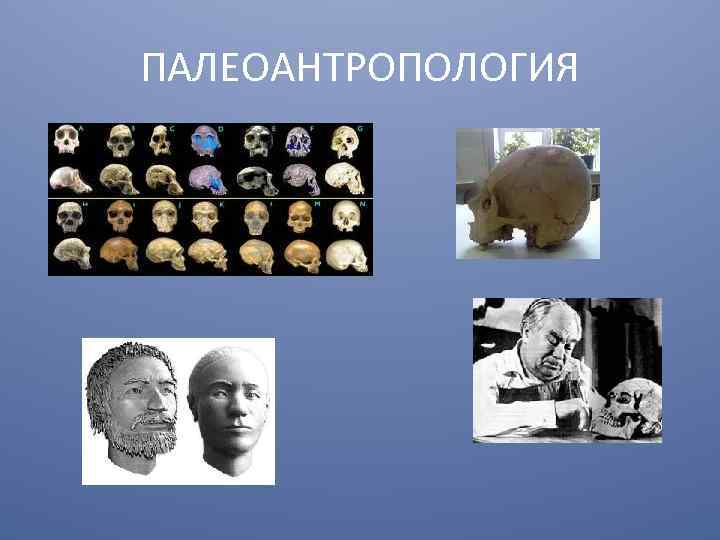 ПАЛЕОАНТРОПОЛОГИЯ 