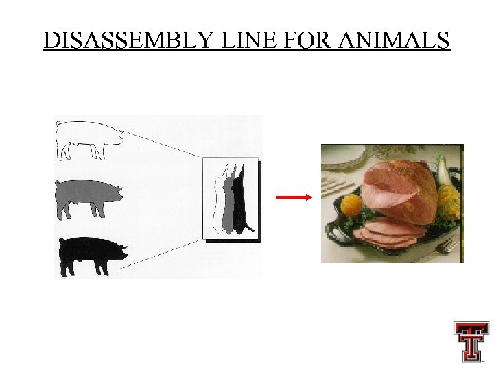 DISASSEMBLY LINE FOR ANIMALS 