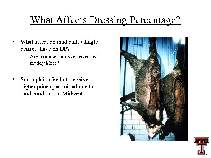 What Affects Dressing Percentage? • What affect do mud balls (dingle berries) have on