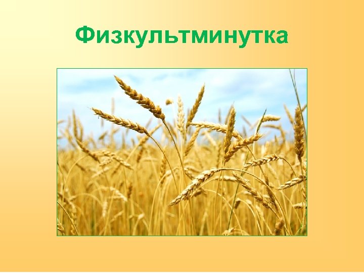 Здравствуй поле я твой тонкий колосок. Здравствуй русское поле я твой тонкий колосок. Поле с тонким колоском.