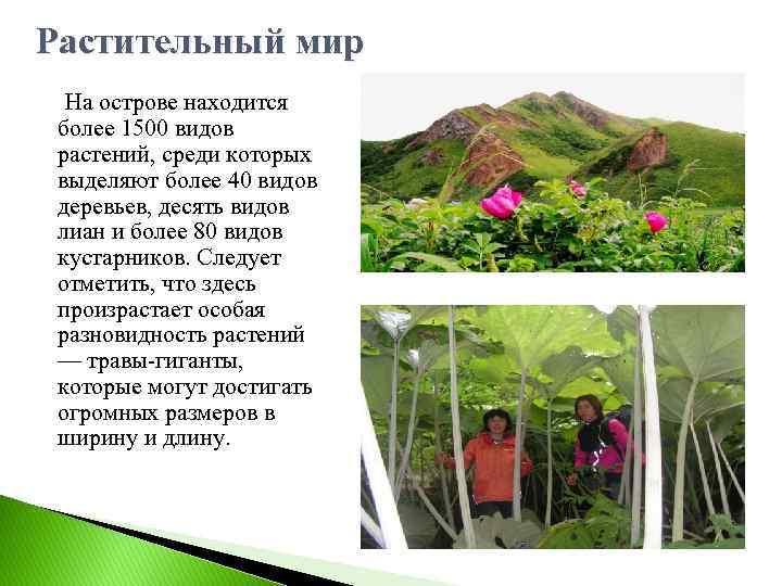 Растительный мир На острове находится более 1500 видов растений, среди которых выделяют более 40