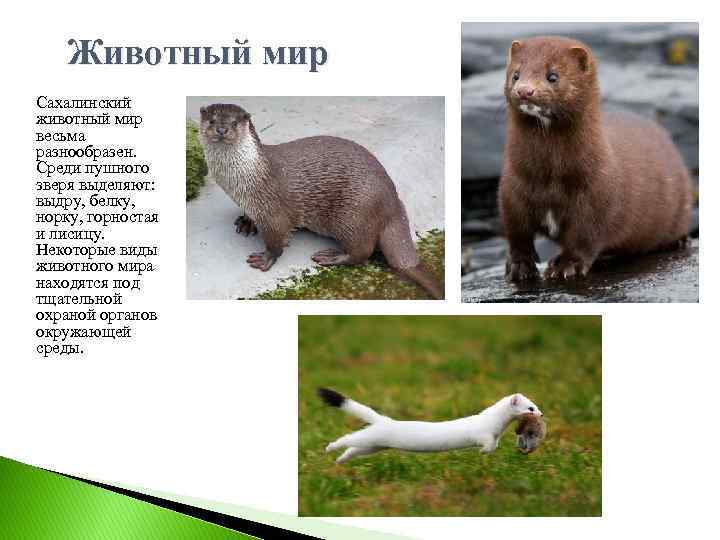  Животный мир Сахалинский животный мир весьма разнообразен. Среди пушного зверя выделяют: выдру, белку,