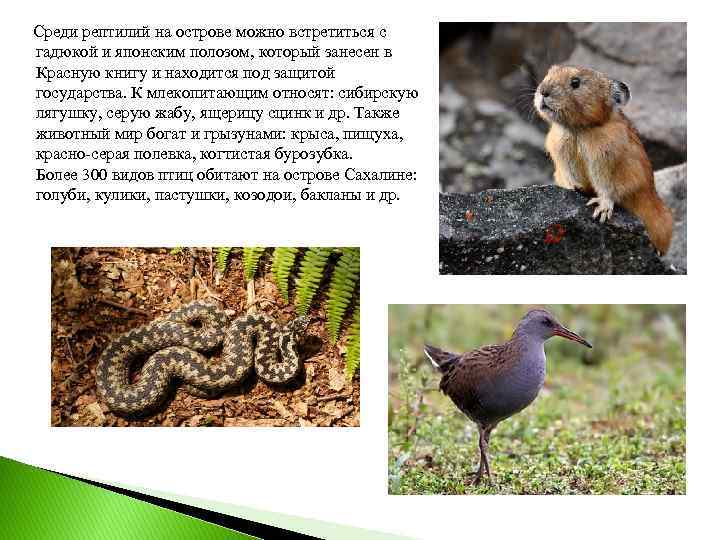  Среди рептилий на острове можно встретиться с гадюкой и японским полозом, который занесен
