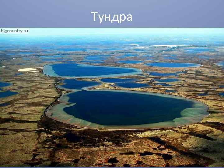 Тундра 