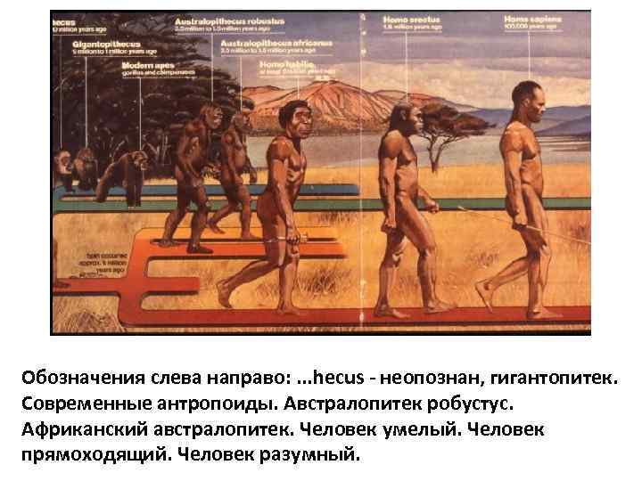Обозначения слева направо: . . . hecus - неопознан, гигантопитек. Современные антропоиды. Австралопитек робустус.