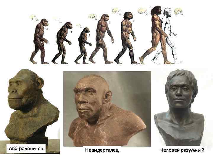 Австралопитек Неандерталец Человек разумный 