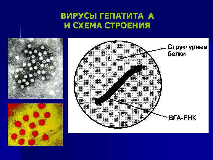 ВИРУСЫ ГЕПАТИТА А И СХЕМА СТРОЕНИЯ 