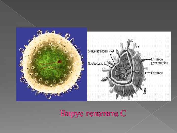 Вирус гепатита С 