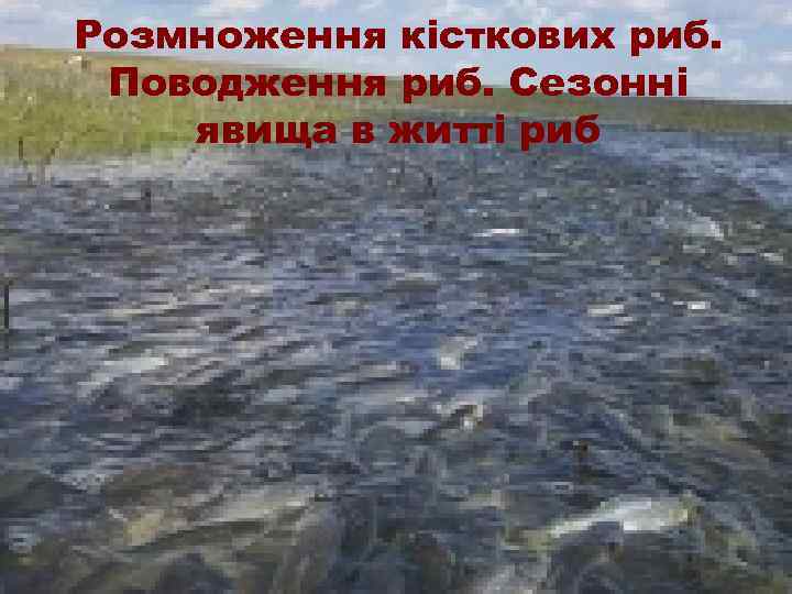 Розмноження кісткових риб. Поводження риб. Сезонні явища в житті риб 