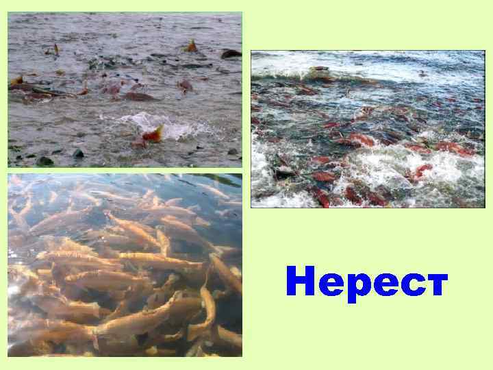 Нерест 
