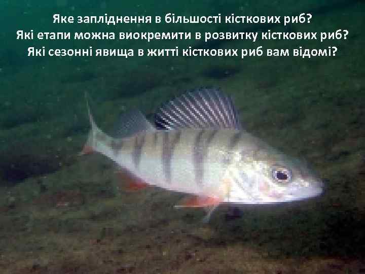 Яке запліднення в більшості кісткових риб? Які етапи можна виокремити в розвитку кісткових риб?