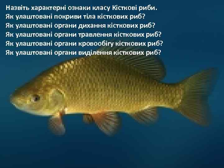 Назвіть характерні ознаки класу Кісткові риби. Як улаштовані покриви тіла кісткових риб? Як улаштовані