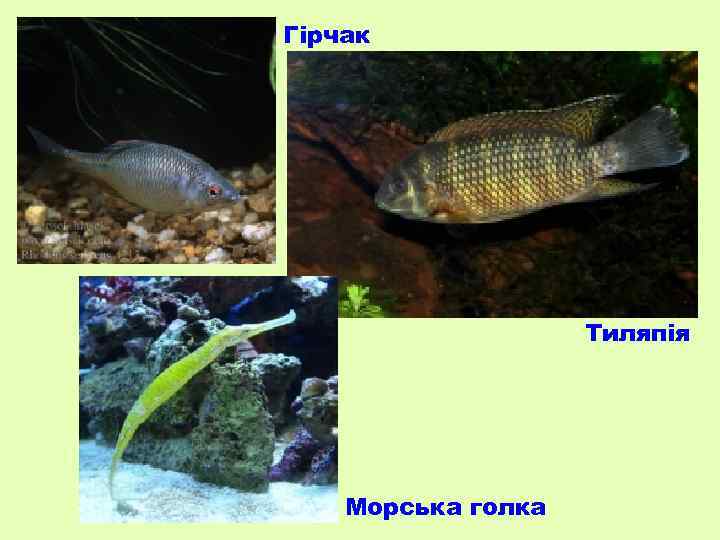 Гірчак Тиляпія Морська голка 