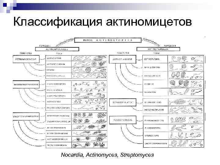 Классификация актиномицетов Nocardia, Actinomyces, Streptomyces 