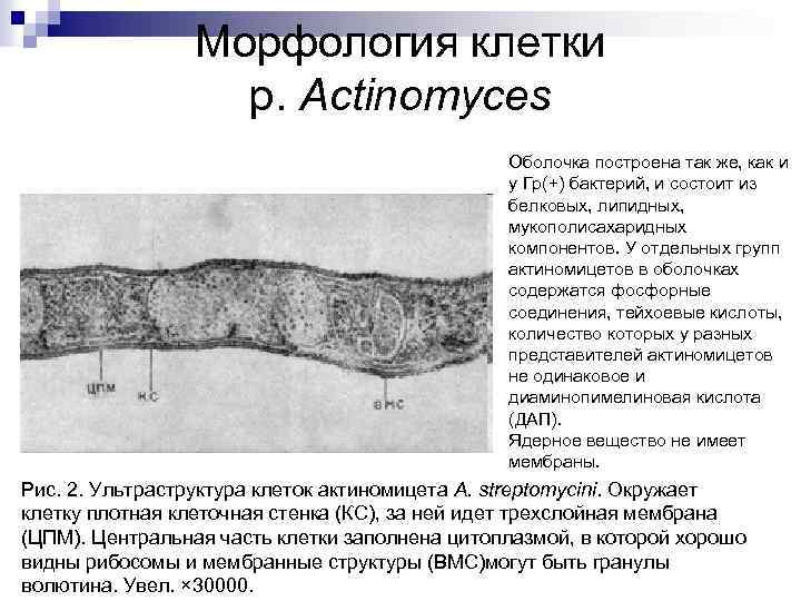 Морфология клетки р. Actinomyces Оболочка построена так же, как и у Гр(+) бактерий, и