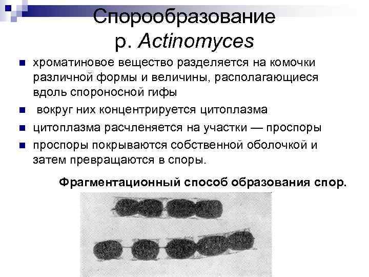 Спорообразование р. Actinomyces n n хроматиновое вещество разделяется на комочки различной формы и величины,