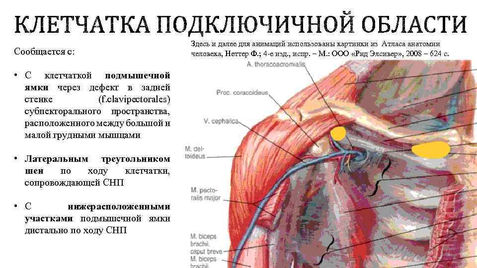 Сообщается с: • С клетчаткой подмышечной ямки через дефект в задней стенке (f. clavipectorales)
