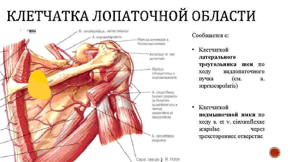 Сообщается с: • Клетчаткой латерального треугольника шеи по ходу надлопаточного пучка (см. a. suprascapularis)