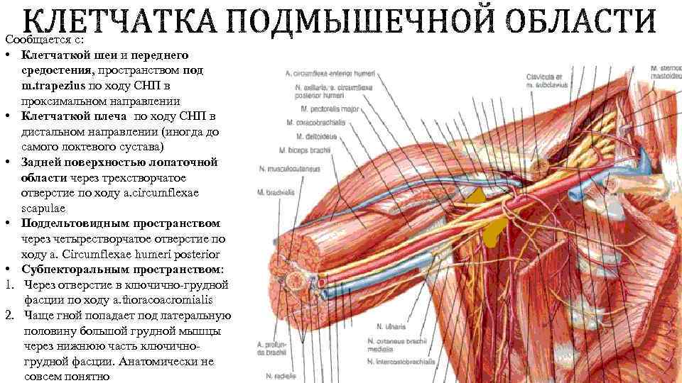 Сообщается с: • Клетчаткой шеи и переднего средостения, пространством под m. trapezius по ходу